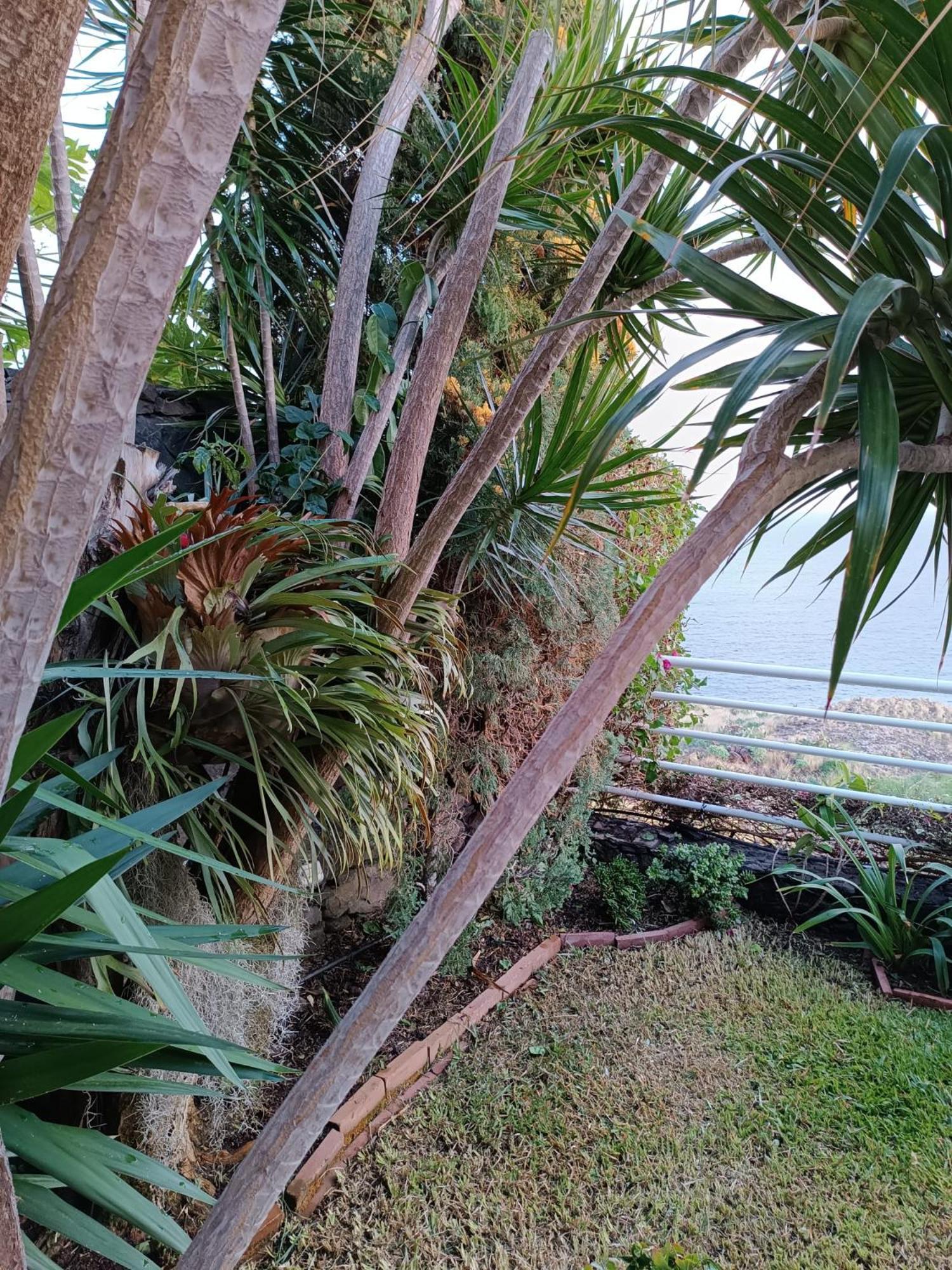 Moradia T2 Madeira Villa Funchal  Ngoại thất bức ảnh